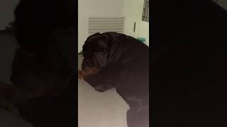 3 am 🙄shorts video rottweiler pets puppy satisfying shorts fypシ゚ viralshorts [upl. by Benoit]