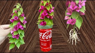 How to propagate bougainvillea with cocacola [upl. by Canning]