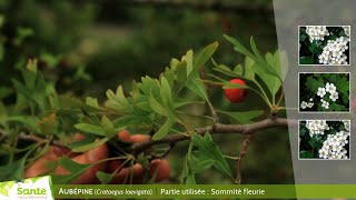 Aubépine Crataegus laevigata [upl. by Alayne]