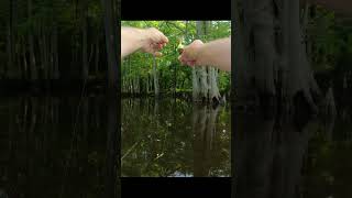 Vertical jigging with a slip bobber tips and technique  Crappie fishing [upl. by Hcib]