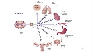 7 Adrenergic Transmission [upl. by Mcdermott]