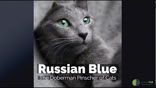 Russian Blue – The Doberman Pinscher of Cats [upl. by Staw]