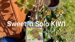 Sweet Solo Kiwi SelfFertile Fruiting Vine Second year tree plant in April 2021 Back yard garden [upl. by Bevers]