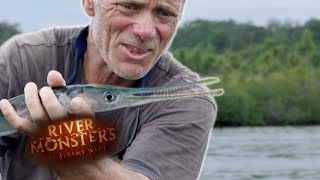 The Case Of The Coral Reef Killer  NEEDLE FISH  River Monsters [upl. by Sybila]