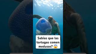 SabiasQue las tortugas comen medusa  😱 🐢 YoAmoPuertoVallarta ❤️ [upl. by Ahsik350]