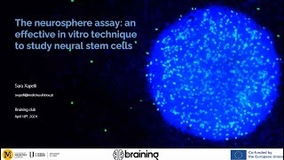 The neurosphere assay an effective technique to study neural stem cells [upl. by Erised]