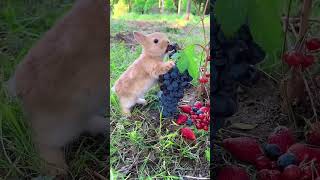 cute bunny eating fruit 🍇🍓 video [upl. by Galloway800]