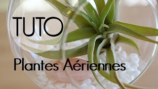 DIY  Plantes aériennes  décoration de tillandsia suspendue [upl. by Izabel]