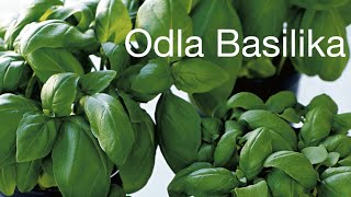 Ta sticklingar från basilika  Basil How To Grow More Than You Can Eat [upl. by Annovoj989]