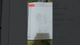 HSC 25 Biology 2nd Paper Practical Citro  biology practical citro shorts viralvideo [upl. by Ibrab784]