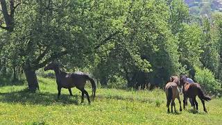 Horses Montenegro travel bijelopolje [upl. by Adrahc]