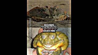 Beelzebufo Vs Goliath Frog  request from UngkuDanish edit animals [upl. by Wichern80]