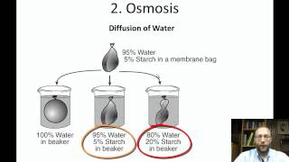 cell membrane permeability [upl. by Tannie]