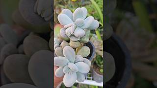 Tips for Moonstone Succulent 💚 succulentcare succulent succulentlife succulentpropagation [upl. by Ehcram242]