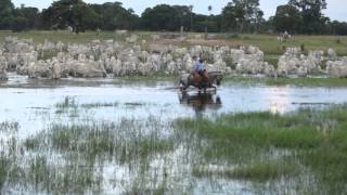 Filme  PANTANAL [upl. by Ky155]