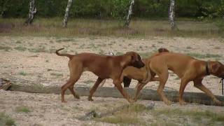 Rhodesian Ridgeback Reunion 2010 [upl. by Cynthia]