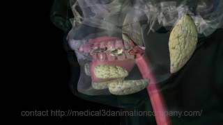 chewing Mastication digestion 3d animation company medical [upl. by Faustena]