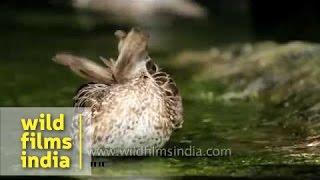 Preening birds  learn how to look after your feathers [upl. by Brunelle]