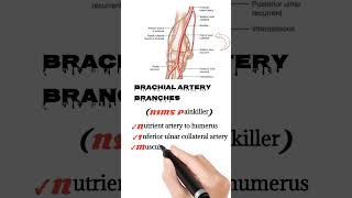 brachial artery branches mnemonic  anatomy mnemonics mm786 [upl. by Anastasie407]