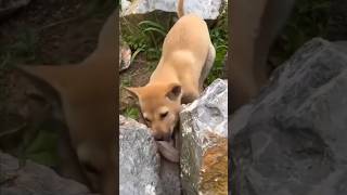 Dog vs Animal Unique video Viral short video [upl. by Orna]