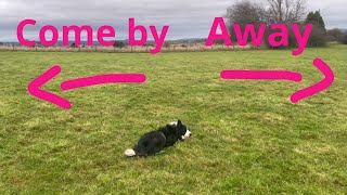 Sheepdog commands explained [upl. by Mcroberts]