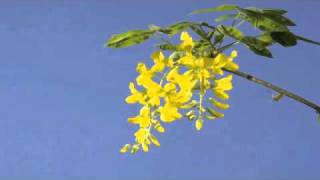 Laburnum Vossii timelapse [upl. by Rheingold394]