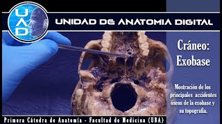 Cráneo exobase  Unidad de Anatomía Digital  Primera Cátedra de Anatomía  FMed  UBA [upl. by Alf]