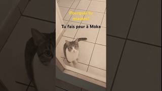 Le miaulement du chat cats miauler chat catlover cute cjats kitten funny meow miaulement [upl. by Menis]