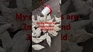 My Cockerels are 2months and 3weeks old poultryfarmingbusiness [upl. by Gilbye]