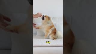 Life Lessons from Dogs Why You’re Their Hero 🐾 dog pets viral videoshort short petowner [upl. by Odrautse]