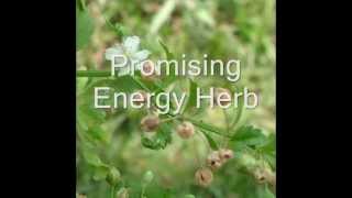 Healing Herb Scoparia dulcis in Pankaj Oudhias Medicinal Plant Database Part1 [upl. by Nofpets387]