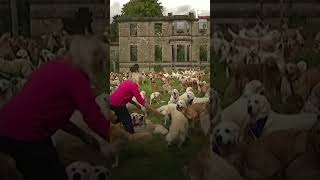 Hundreds of Golden Retrievers Gather at Ancestral Home for “Guisachan Gathering” [upl. by Sirret]