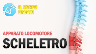 Il Sistema Scheletrico  Apparato Locomotore  Il Corpo Umano [upl. by Reuben91]