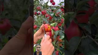 Harvesting seedless apples sonasmr [upl. by Otecina]