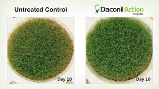 Daconil Action drought tolerance study [upl. by Ahsineg336]