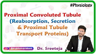 Proximal Convoluted Tubule  Reabsorption Secretion and Proximal Tubule Transport Proteins  USMLE [upl. by Ydnem171]