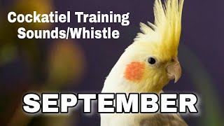 September Whistle Bird Training  Cockatiel Training Sounds  Cockatiel Whistle [upl. by Power]