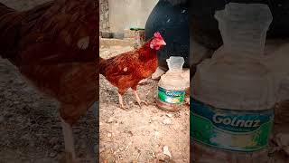 Quenching ThirstAdorable Hen Drinks Water shorts viralshort trending birds pets [upl. by Aynas383]