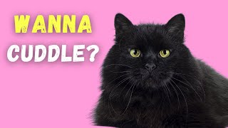 Are Black Cats Affectionate [upl. by Noraa]