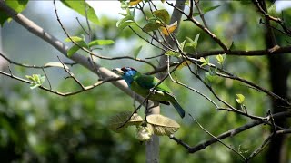 Blue throated barbet Gouripur Murshidabad [upl. by Ennove199]