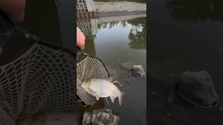 Releasing Asian Carpshortscreekgishingfishcarpfishingtrending [upl. by Autry]