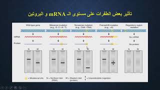 الطفرة point mutation [upl. by Dail319]