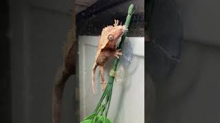 Tong feeding my correlophus ciliatus animals animalshorts animallover crestedgecko explore [upl. by Behlke]