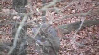 Illinois Public Land Deer Hunt 142quot PampY [upl. by Nasah72]