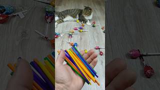 Funny Cat Barsik 🍭❤🖍 Reverse Video reversevideo marblerunandmore cat [upl. by Annoyed969]