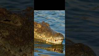 Nile  Longest River absurdcomedy animals nature bbc nile crocodile cairo absurdhumor [upl. by Dwinnell]