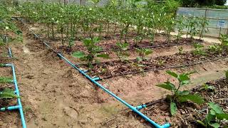 Drip Irrigation  Family Irrigation  Agriculture in Cambodia [upl. by Ramedlav]