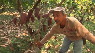 Escuela de Campo de Cacao  10 de diciembre [upl. by Ahtel]