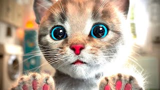 Cute Kitten Little Cat Adventure  Play Fun Pet Care  Preschool Educational Game Learning for kids [upl. by Soulier476]