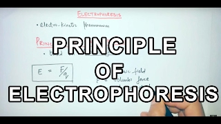 Principle of Electrophoresis [upl. by Nek]